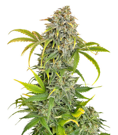 Сорт Orange President Auto fem (FastBuds)