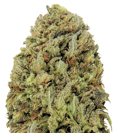 Сорт Fast & Vast Auto fem