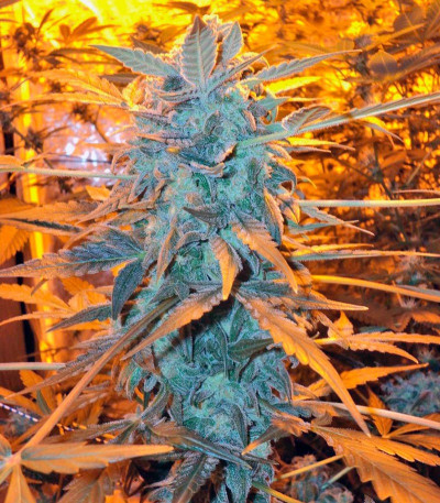 Сорт K-Train fem (Green House Seeds)