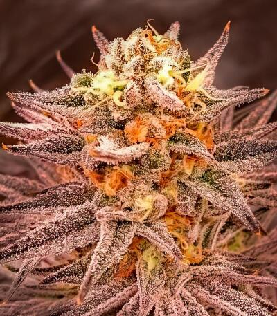 Сорт Lemon Cherry Runtz fem (FastBuds)