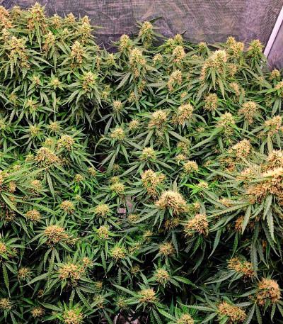 Сорт Frostbanger Auto F3 fem (FastBuds)