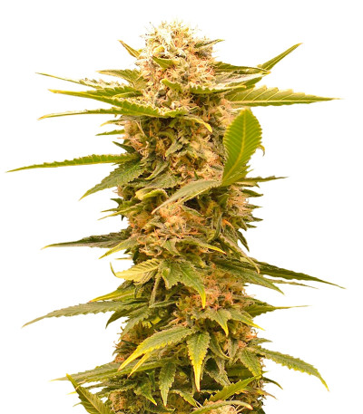 Сорт Black Dream fem (Eva Seeds)