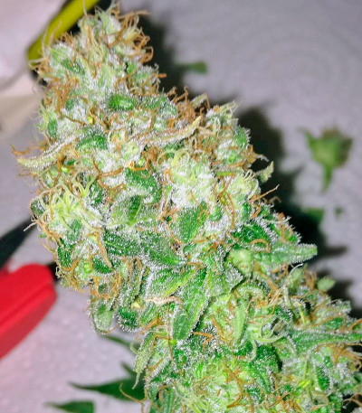 Сорт Indigo Berry Kush fem (Sweet Seeds)