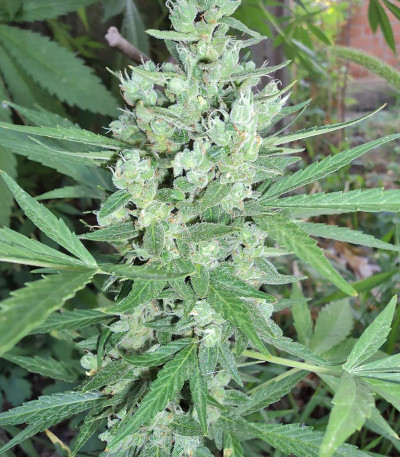 Сорт Rock Machine Auto fem (Doctor’s Choice)