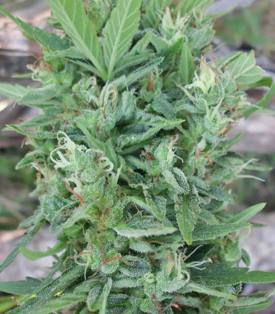 Сорт Niagara Auto fem (Doctor’s Choice)