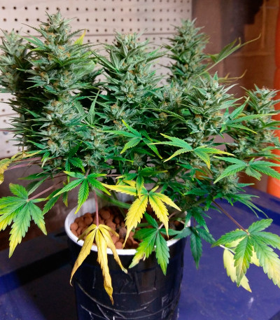 Сорт 2 Fast 2 Vast Auto fem (Heavyweight Seeds)