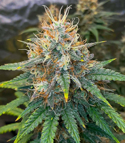 Сорт Mint Jelly Auto fem от Humboldt Seed Company