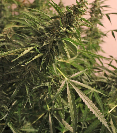 Сорт Rock Machine Auto fem (Doctor’s Choice)