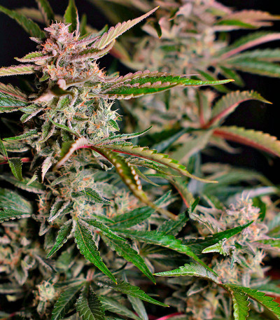 Сорт HighCloudZ Auto fem от Green House Seeds