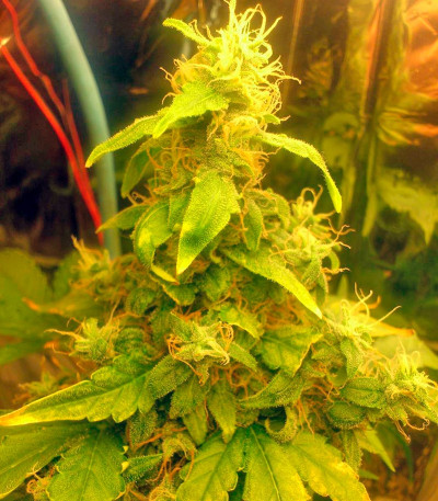 Сорт New York City fem (Pyramid Seeds)