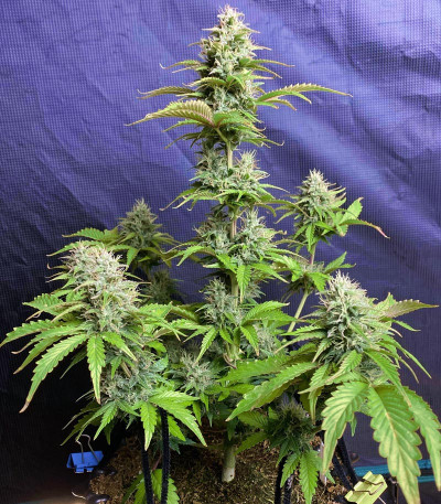 Сорт Six Shooter Auto fem (FastBuds)