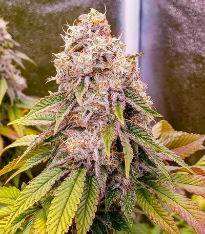 Сорт Jealousy Kush fem (Seedkeepers)