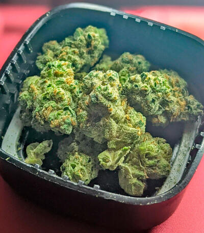 Сорт Garlic Cookies fem