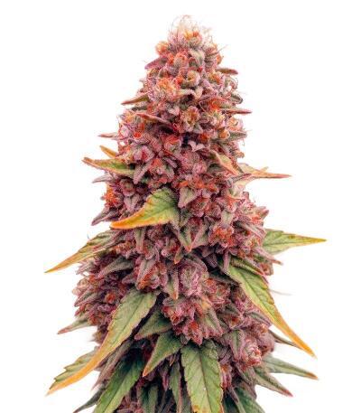 Сорт Garlic Cookies fem