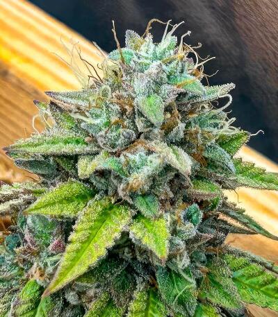 Сорт Insane OG Strain