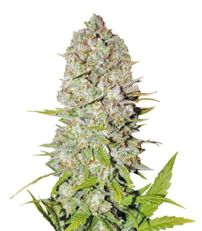 Сорт Pineapple Express Auto fem (FastBuds)