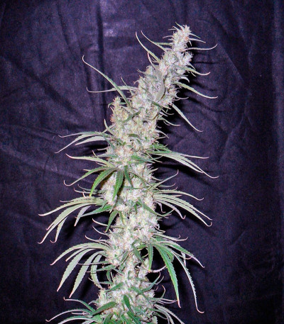 Сорт Hawaiian Snow fem (Green House Seeds)