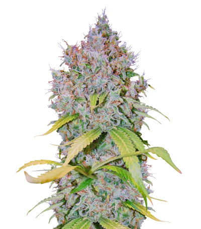 Сорт Super Lemon Haze x GMO fem от Green House Seeds