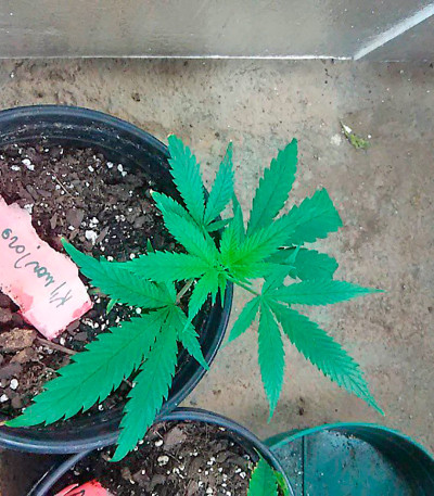 Сорт Kilimanjaro fem (World of Seeds)