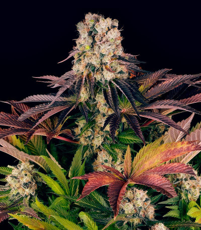 Сорт Purple Punch X Lemon Drizzle fem от Barney's Farm