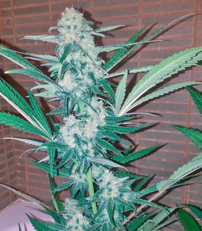 Сорт Exodus Cheese fem (Green House Seeds)