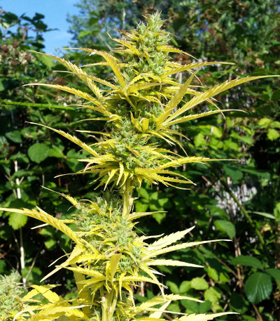 Сорт Rhino Ryder Auto fem (FastBuds)