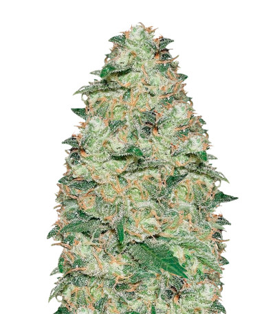 Сорт White Widow fem (Vision Seeds)