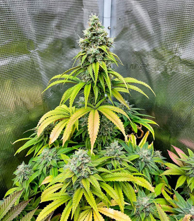 Сорт Gorilla Melon fem (FastBuds)