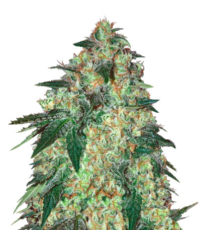 Сорт Jekyll Passion fem (Samsara Seeds)