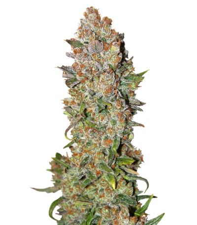 Сорт Rhino Ryder Auto fem (FastBuds)