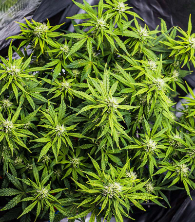 Сорт Green Gelato Automatic fem (RQS)