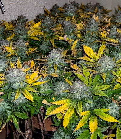 Сорт Sour MAC F1 fem (Seedkeepers)