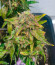 Сорт HighCloudZ Auto fem от Green House Seeds
