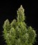 Сорт Royal Jack Automatic fem (Royal Queen Seeds)