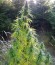 Сорт Easy Sativa fem (Female Seeds)