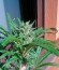 Сорт Pure Kush fem (Green House Seeds)