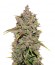 Сорт CBD Auto 1:1 auto fem (FastBuds Seeds)