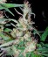 Сорт Hawaiian Snow fem (Green House Seeds)