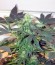 Сорт Great White Shark (Green House Seeds)
