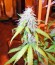 Сорт Auto Northern Lights fem (Pyramid Seeds)