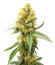Сорт Jack Herer fem (Seedkeepers)