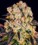 Сорт Purple Punch X Lemon Drizzle fem от Barney's Farm