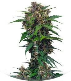 Red Poison Auto fem (Sweet Seeds)