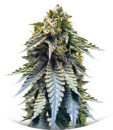 Chocolate Mint OG fem (Humboldt Seeds)