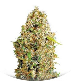 Auto Kali's Mistery fem (Bulk Seed Bank)