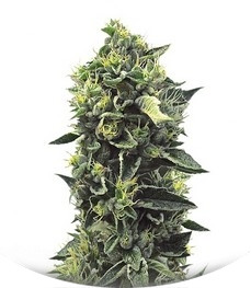 OG Kush fem (Humboldt Seeds)