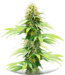 Auto CBG-Force fem (Dutch Passion)