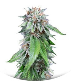 Ewe-2 fem (Humboldt Seeds)
