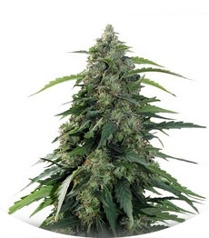 Buddha Syrup Auto fem (Buddha Seeds)