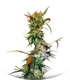 VIP Haze fem (VIP seeds)